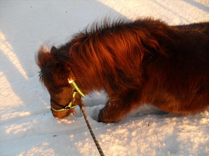 Shetlænder tøzen ( solgt) :I - Nyt, tøsen omringet af sne :o ,den 2 jan 2011 xD billede 19