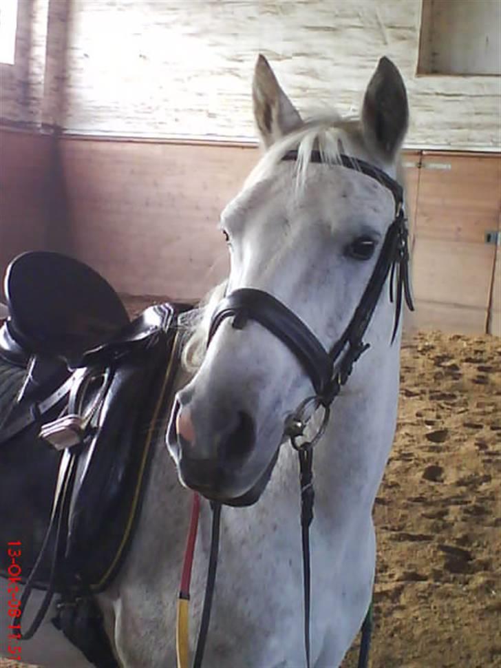 Anden særlig race Napoleon rideskole!SOLGT  - Han er så flot på det billede :-* Ynglings billede 15