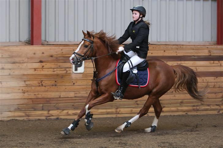Hollandsk Sportspony MANPOWER LUDINGA - NFRK C-stævne 2009 Påsken her i LC eller LB :) billedet er købt.  billede 11