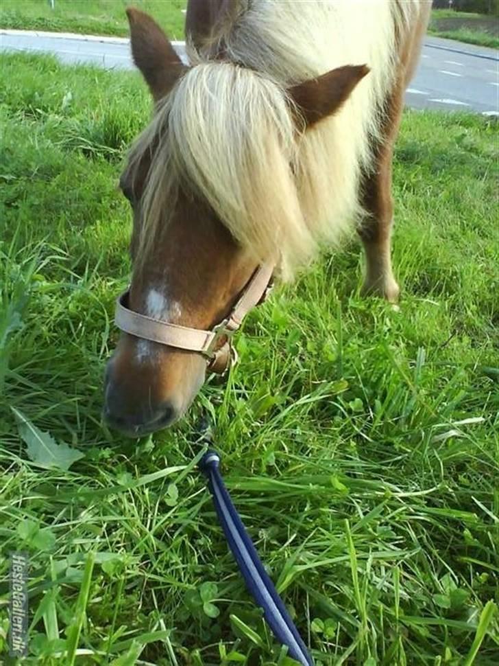 Shetlænder Annelundens Gry - ka det spises ?  billede 5