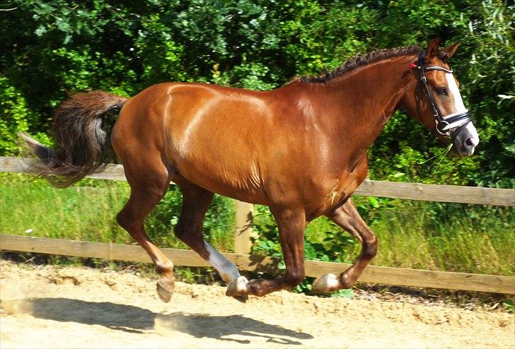 New Forest Domino SOLGT - NYT - Den smukke løs på ridebanen :-* (Sommer 2010) | Foto: Anne Louise billede 18
