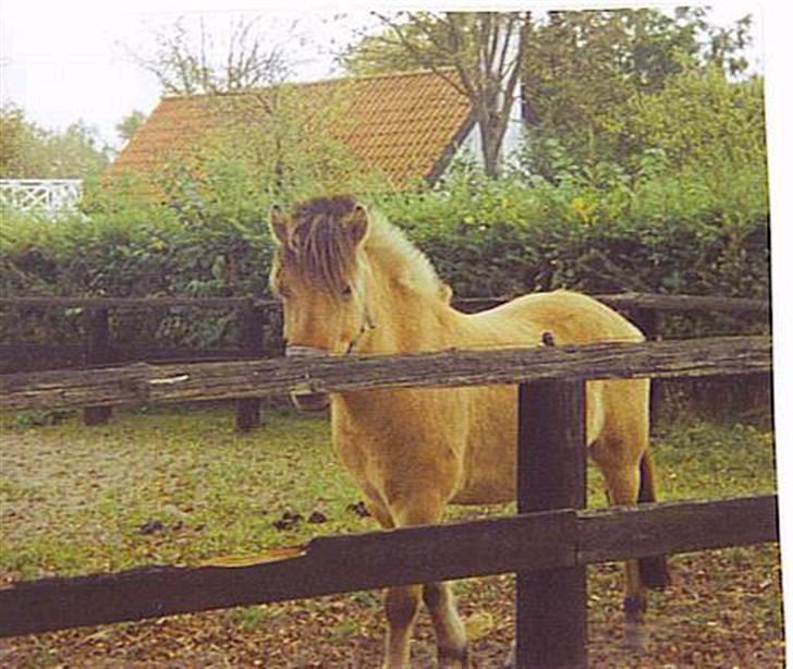 Anden særlig race Zimba / Rex - rex, da linette havde ham (; billede 18