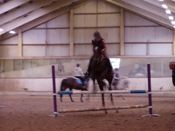 Anden særlig race Malpa  (SOLGT) billede 11