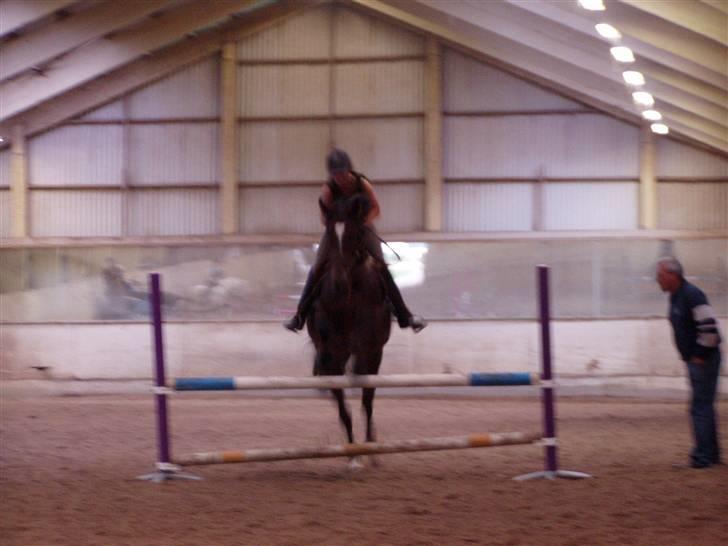 Anden særlig race Malpa  (SOLGT) billede 12