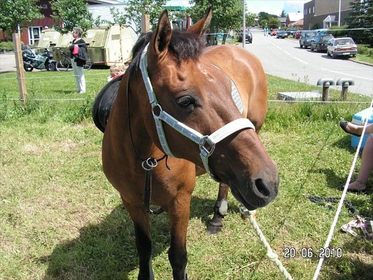 Anden særlig race Jarco   (SOLGT) - Jarco holder pause fra ringridning (; <3  billede 1