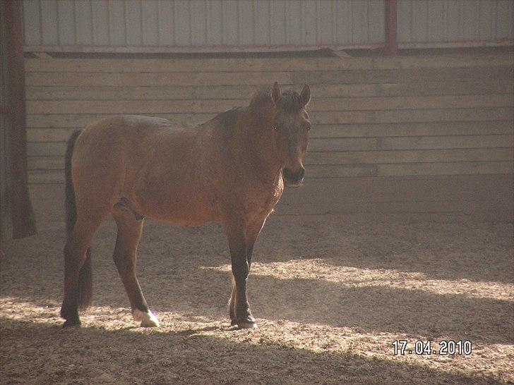 Anden særlig race Jarco   (SOLGT) - Løs i hallen... uhh, der var noget spændene;) <3  billede 2