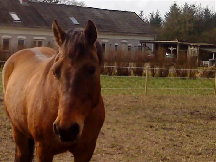 Anden særlig race Jarco   (SOLGT) - elsker diig min elskede<3foto:mig billede 5