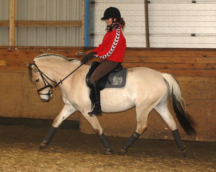 Fjordhest Faldborgs Sofie  - dressurtræning d 15-1-11 billede 9