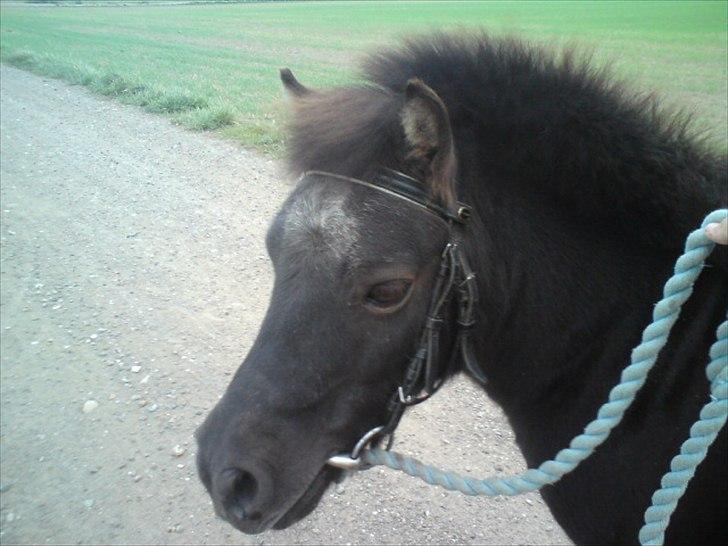 Shetlænder prins<33 R.I.P :'( - prins og gustav er ude og ride :D  billede 12