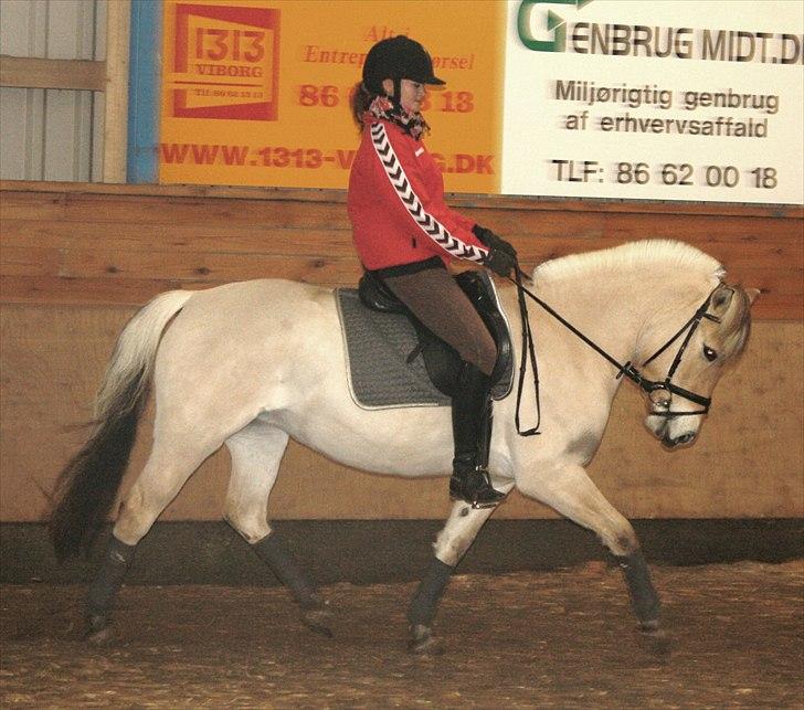 Fjordhest Faldborgs Sofie  - træning d 15-1-11 billede 11