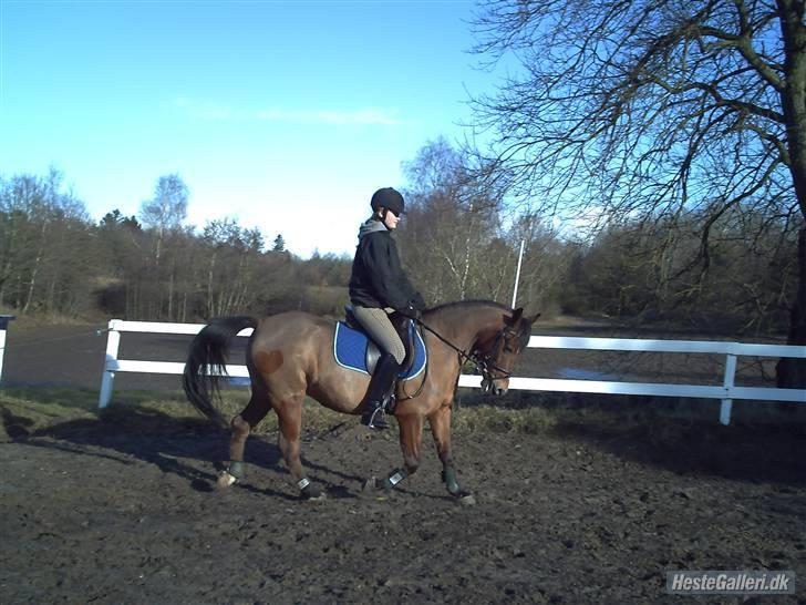 Sportsaraber (A) Angelique (savnet) - dressur foto julielund billede 13