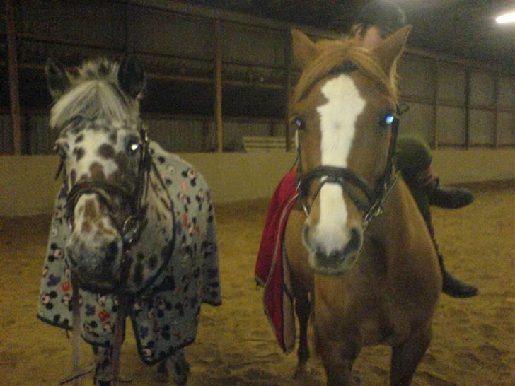 Anden særlig race O'malley | *! SOLGT:'( !* - O´malley & Bølle-Bob:) Billed Zizi billede 2