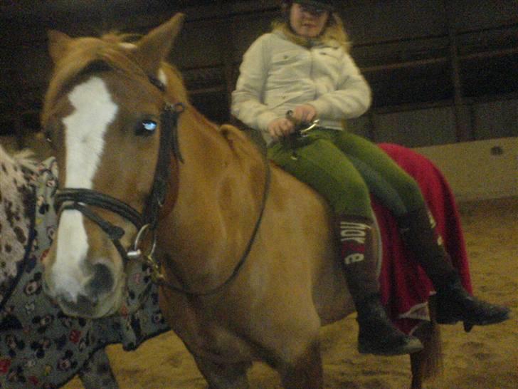 Anden særlig race O'malley | *! SOLGT:'( !* - Fordi jeg stoler på ham:) Billed Zizi billede 3