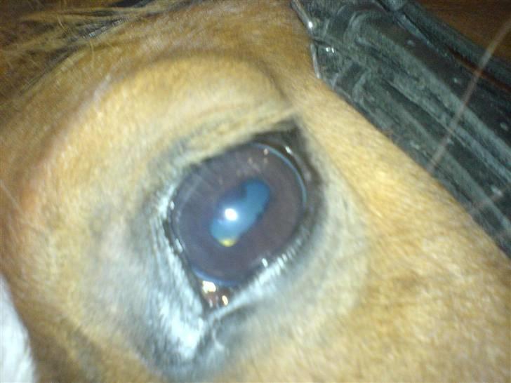 Anden særlig race O'malley | *! SOLGT:'( !* - Jamen alle andre har et øje-billed,, så hvorfor ikke os her :D Billed Zizi billede 4