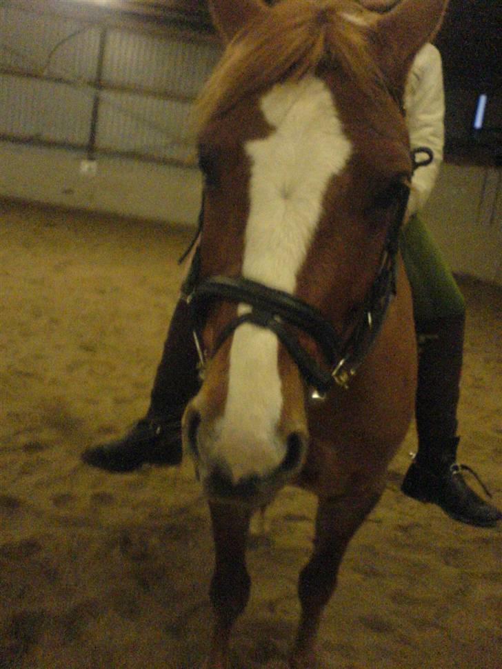 Anden særlig race O'malley | *! SOLGT:'( !* - Den smukke:) Billed Zizi billede 5