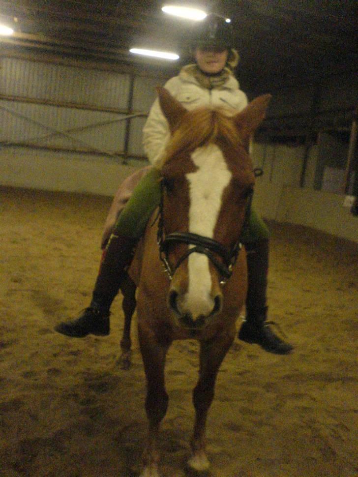 Anden særlig race O'malley | *! SOLGT:'( !* -  Billed Zizi billede 6