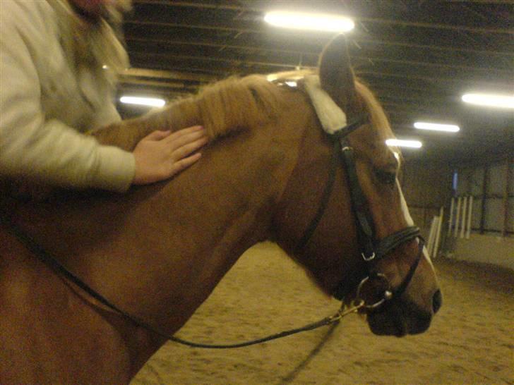 Anden særlig race O'malley | *! SOLGT:'( !* - Dyyygtig ponzer:) Billed Zizi billede 7