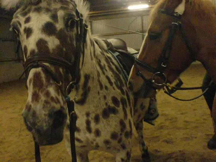 Anden særlig race O'malley | *! SOLGT:'( !* - ARGH, nu bliver bølle spist xD Billed Zizi billede 9