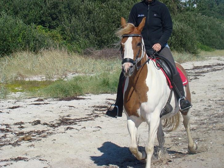 Pinto Lezia - Lezias første tur til stranden billede 8