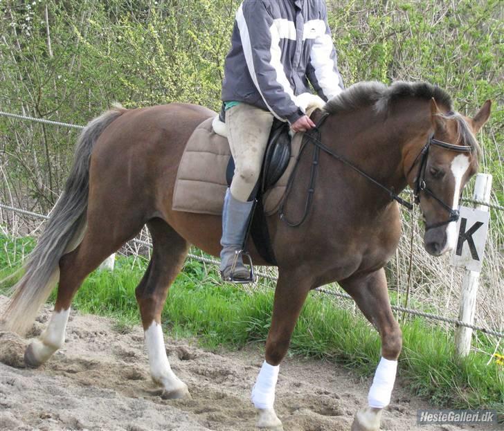 Welsh Partbred (Sec F) zeus - fuck jeg er flot billede 9