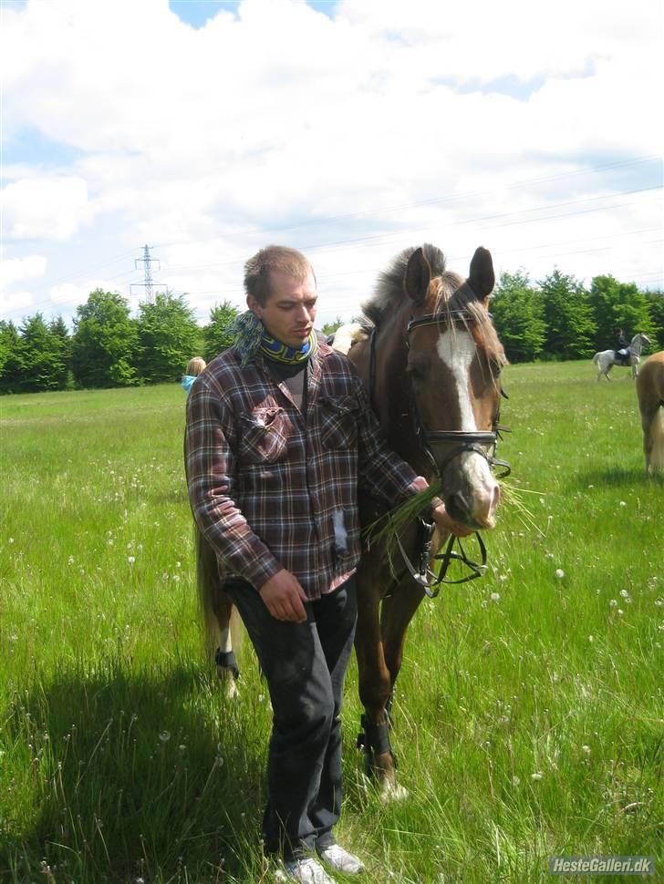 Welsh Partbred (Sec F) zeus - første jagt billede 12
