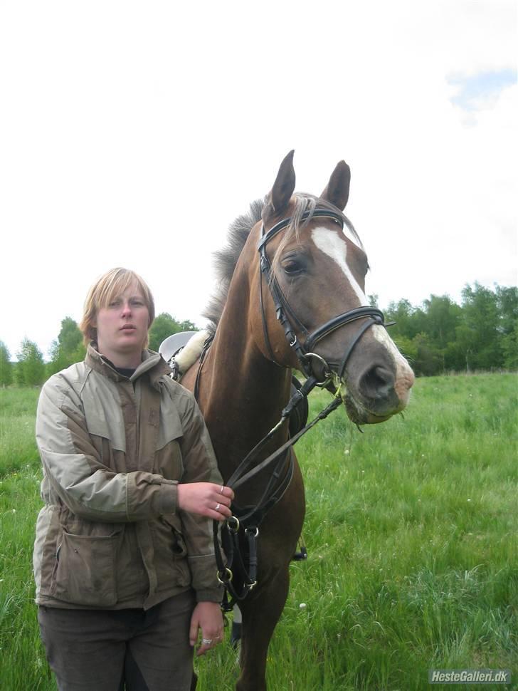 Welsh Partbred (Sec F) zeus - ih hvor kan jeg se sød ud sys du ikke billede 13