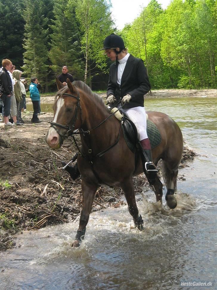 Welsh Partbred (Sec F) zeus - lækkert med lidt nedkøling billede 14