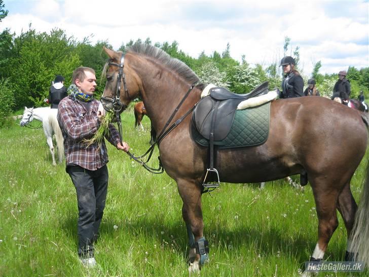 Welsh Partbred (Sec F) zeus - woooaau!!!  jeg er hot... billede 15