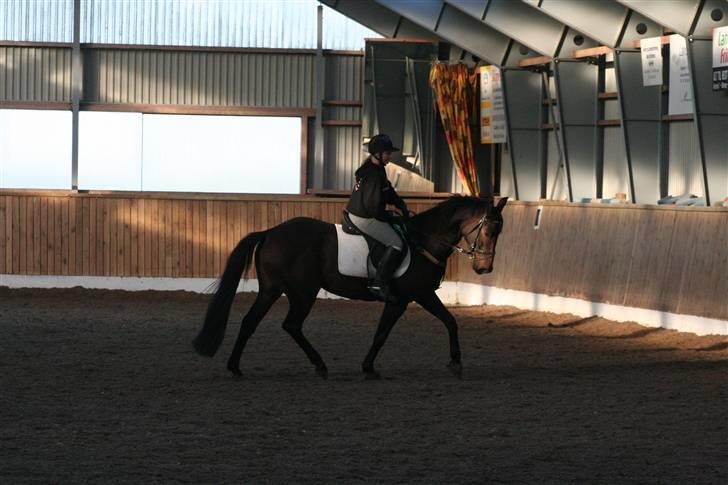 Hannoveraner Columbija - Dressurtrænning. Foto: far billede 18