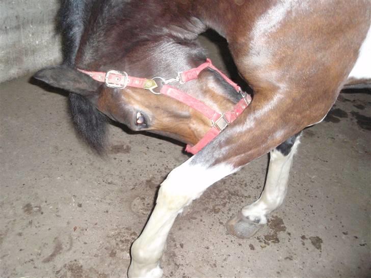 Anden særlig race Zahro -min gamle helpart billede 5