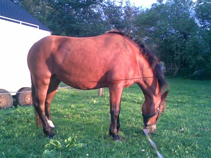 Hollandsk Sportspony storkereden's tinki<33:* billede 12