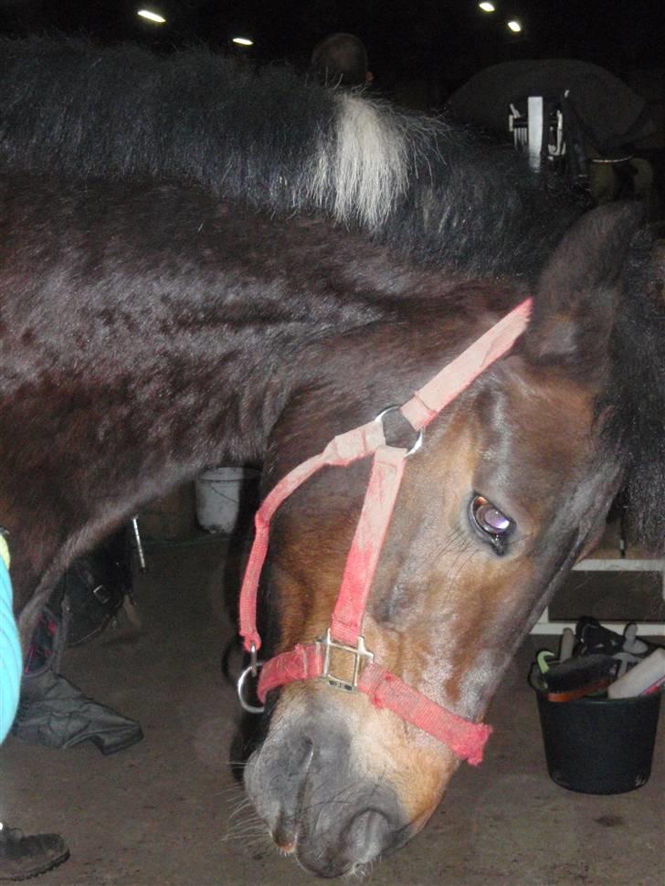 Anden særlig race Zahro -min gamle helpart billede 7