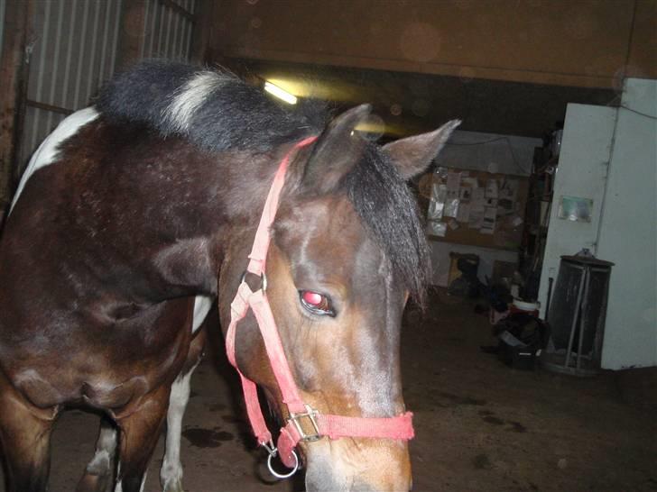 Anden særlig race Zahro -min gamle helpart billede 8