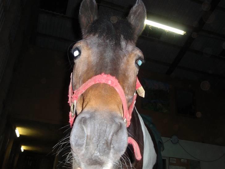 Anden særlig race Zahro -min gamle helpart billede 9