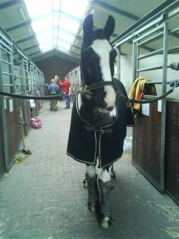Anden særlig race Shannon *Gammel part* - :D <33 billede 17