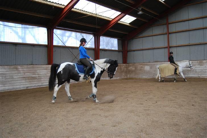Anden særlig race Shannon *Gammel part* - Han er for dejlig <3 [ Foto : Elisabeth ] billede 18