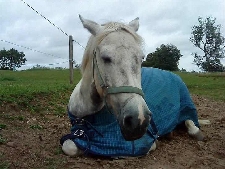 Anden særlig race Zoffi Games Pony <3 - zoffi og jeg ligger og hygger på folden :D <3  billede 7