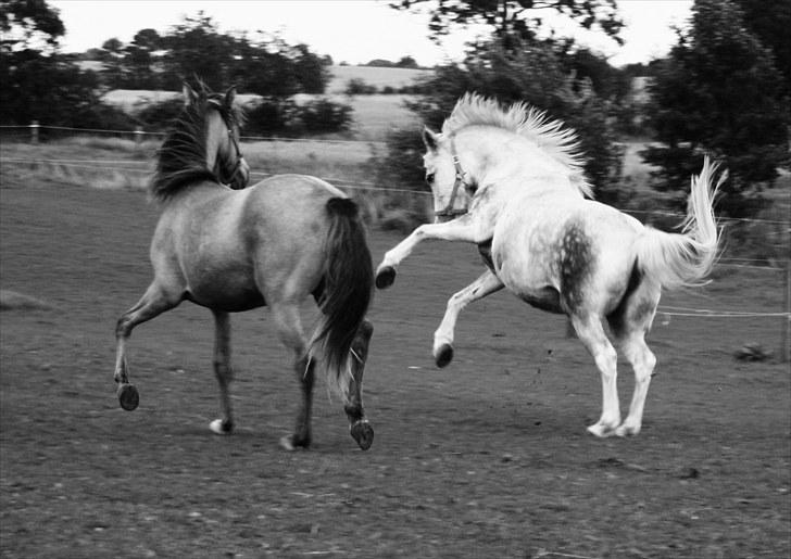 Anden særlig race Zoffi Games Pony <3 - va har du gang i mor du er da helt syg med så vild du er nu her !!!!!!!!!!!!!!!!!!! ........<3 billede 11