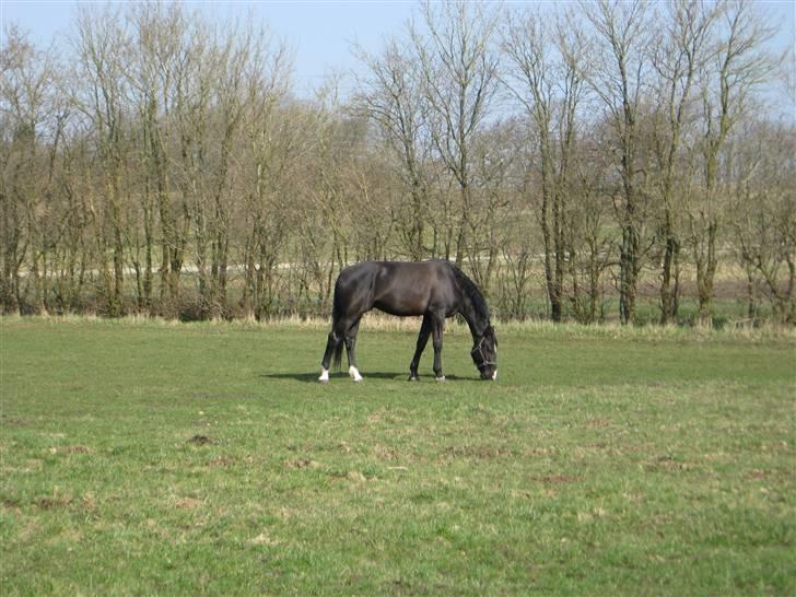 Hollandsk Varmblod Zorro # R.i.p # <3 - zorro på fold der hjemme :) billede 13