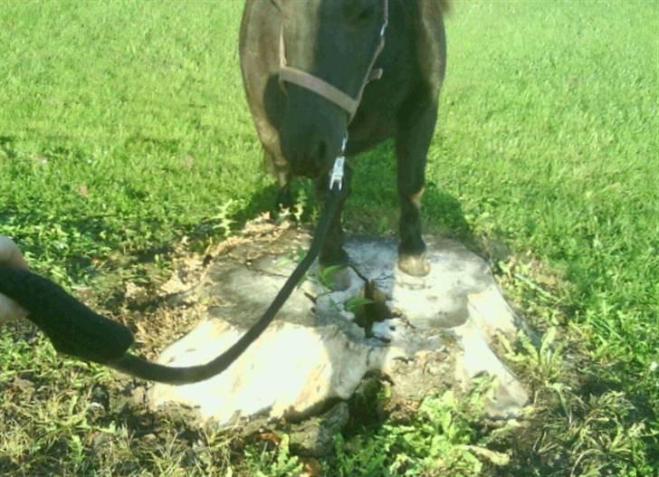 Shetlænder Skovvangens Mischa billede 13