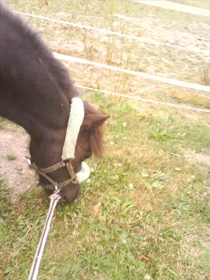 Shetlænder Skovvangens Mischa billede 14