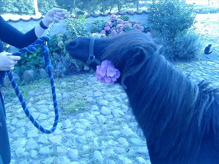 Shetlænder Skovvangens Mischa billede 15