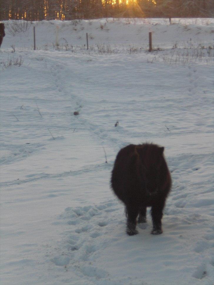 Shetlænder Skovvangens Mischa billede 16
