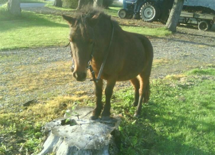 Shetlænder Bloom - Bloom som kom op og stå på en gammel træstamme<33 Min lille cirkushest<3 billede 16