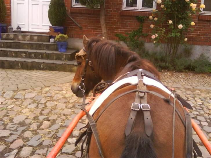 Shetlænder Bloom - Dvæghesten ude og kører med hestevogn<33 billede 17