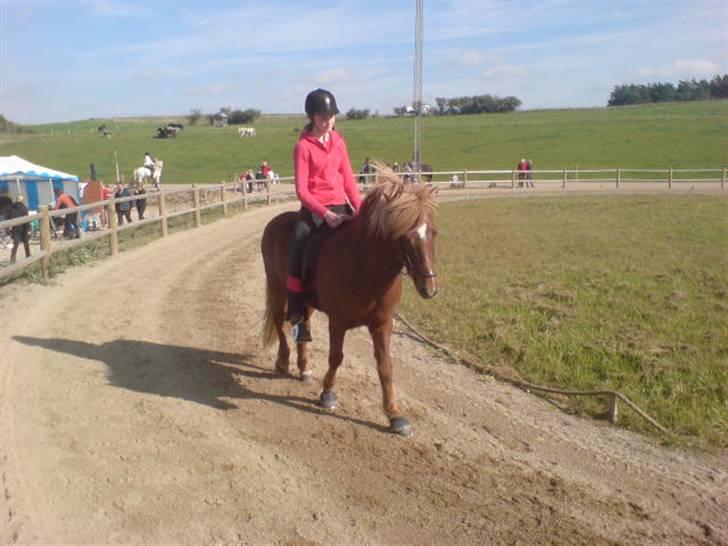 Islænder Svala fra Bonderup - Svala og jeg til Jökull stævnet i 4.5. September 08. billede 11