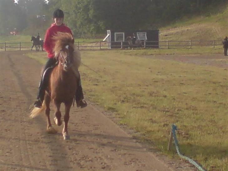 Islænder Svala fra Bonderup - Svala og jeg til Jökull stævnet i T.8. September 08. billede 12