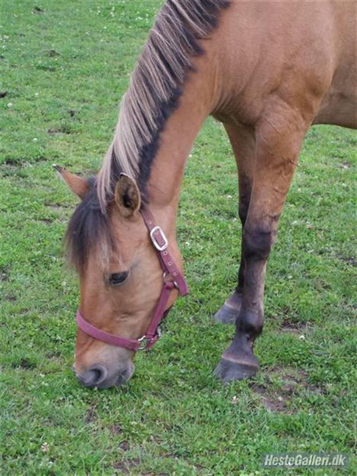 Anden særlig race  Kandis  - Min Bette Pony  billede 1