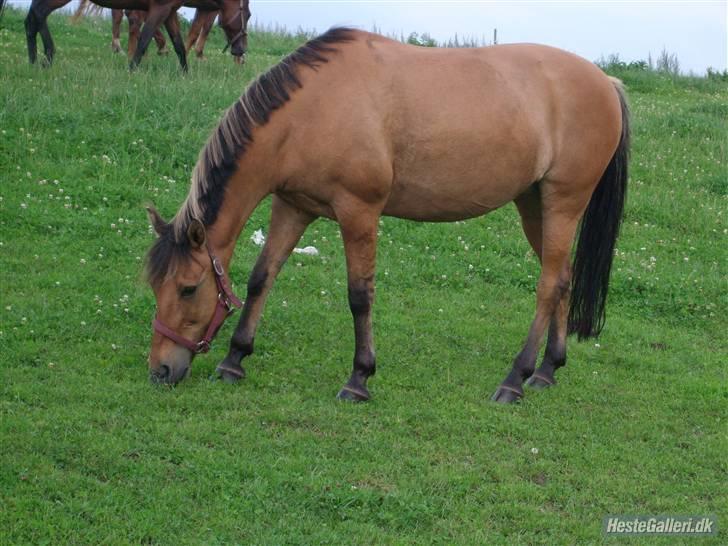 Anden særlig race  Kandis  - Kandis den smukkeste pony på jorden  billede 2