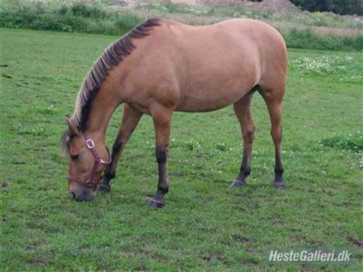 Anden særlig race  Kandis  - min dejlige pony<3 billede 3
